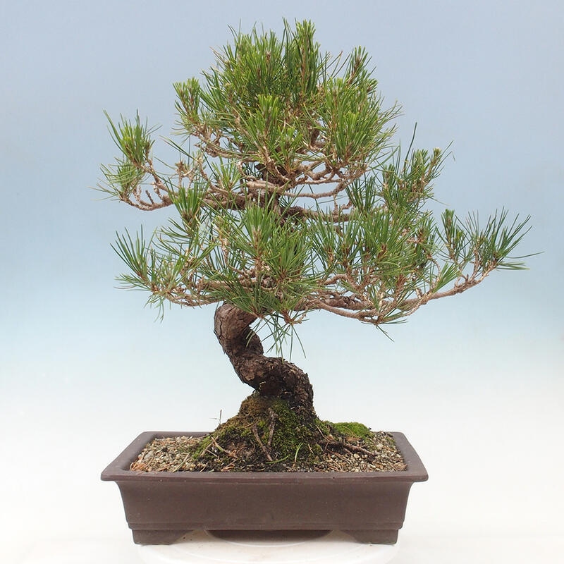 Bonsai da esterno - Pinus thunbergii - Pino di Thunberg