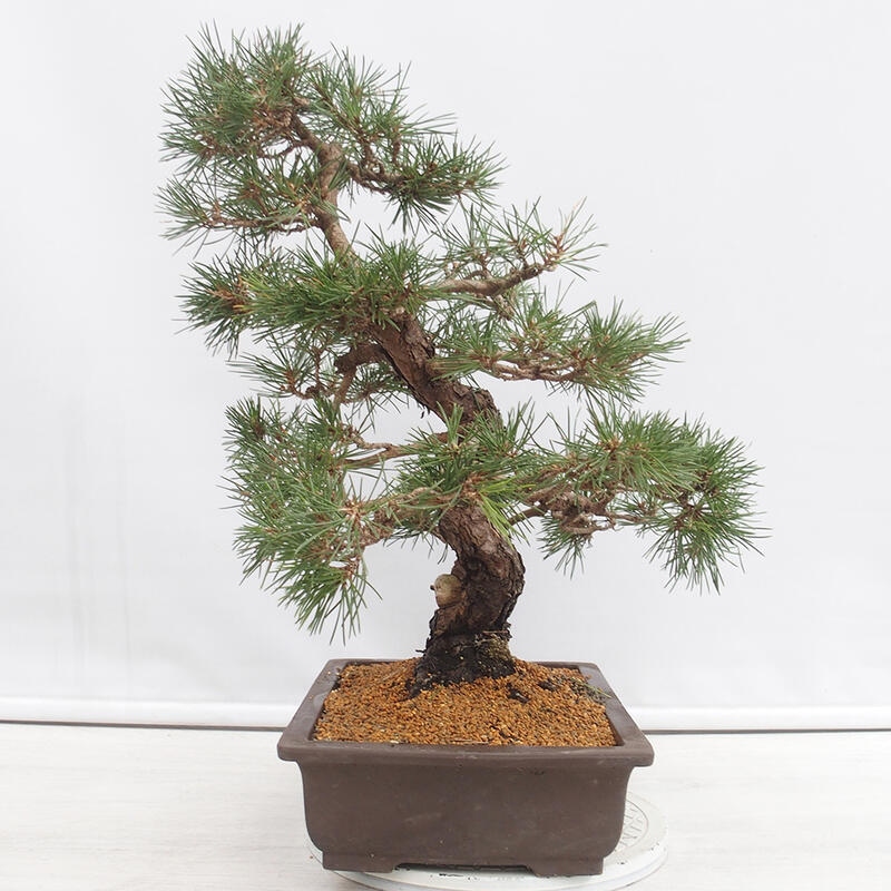 Bonsai da esterno - Pinus thunbergii - Pino di Thunberg