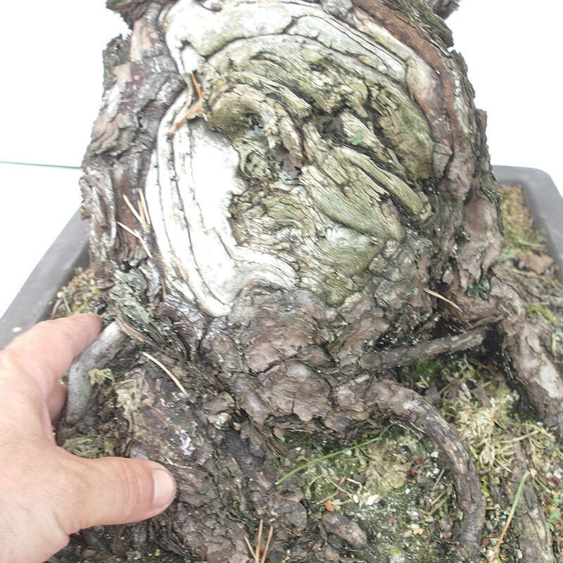 Bonsai da esterno - Pinus thunbergii - Pino di Thunberg
