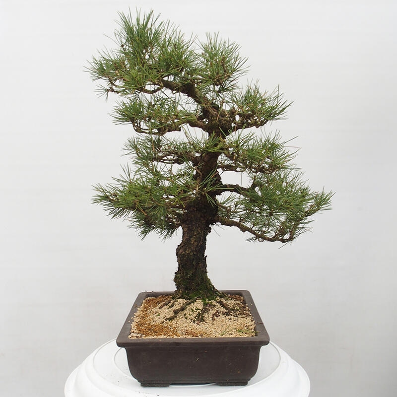 Bonsai da esterno - Pinus thunbergii - Pino di Thunberg