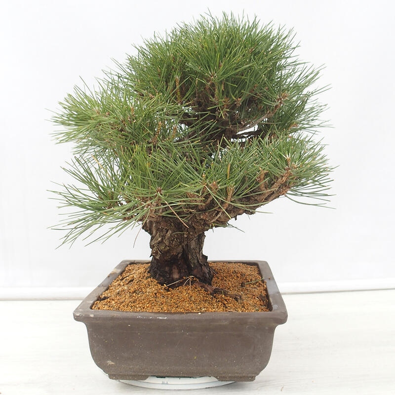 Bonsai da esterno - Pinus thunbergii - Pino di Thunberg