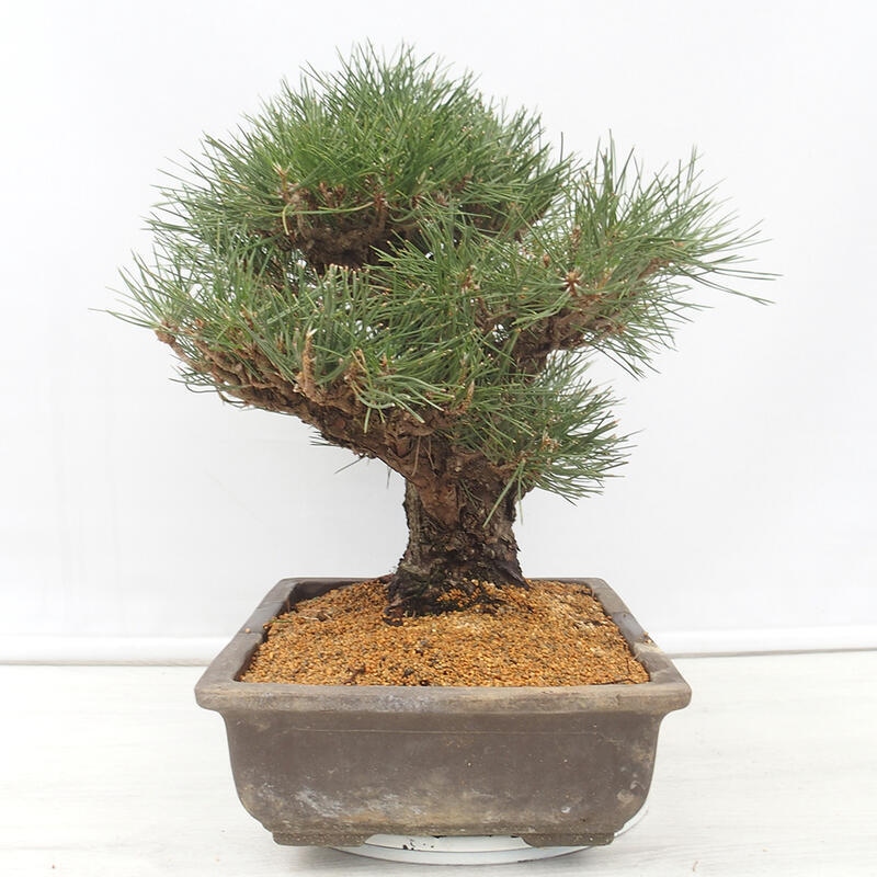 Bonsai da esterno - Pinus thunbergii - Pino di Thunberg