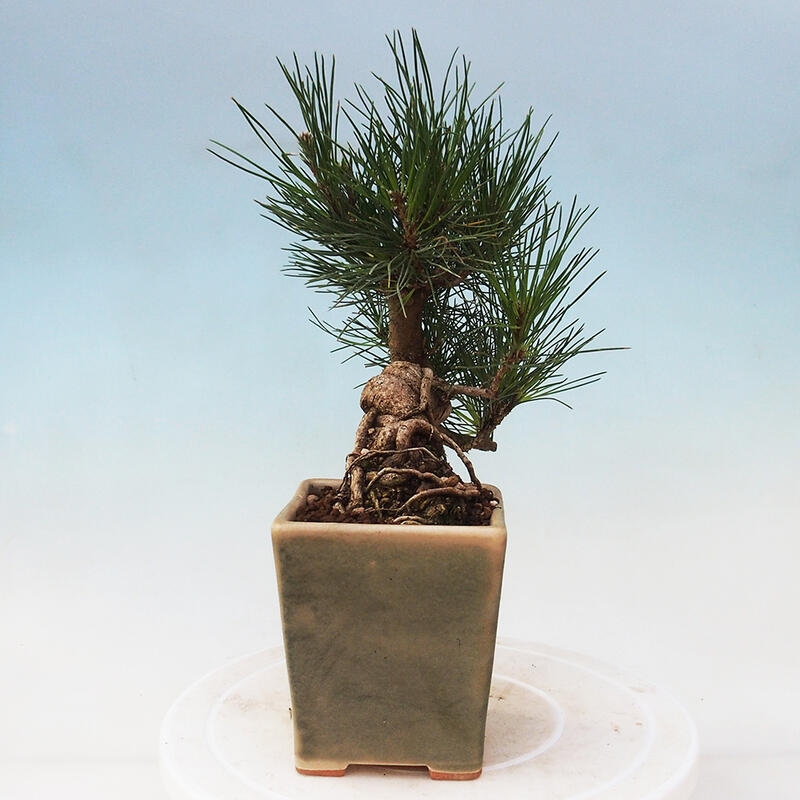 Bonsai da esterno - Pinus thunbergii - Pino di Thunberg