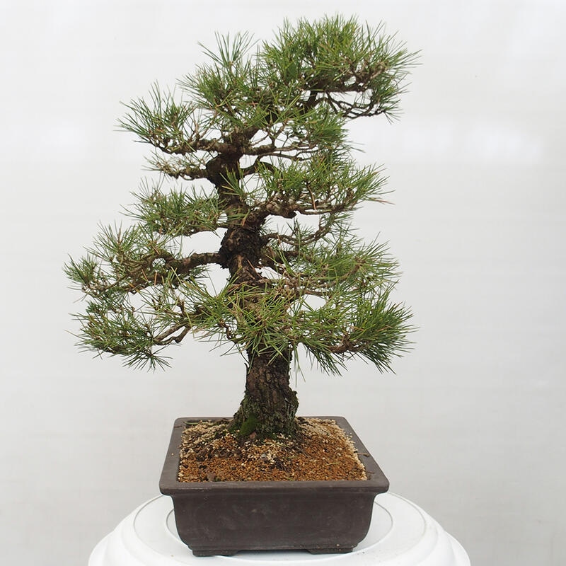 Bonsai da esterno - Pinus thunbergii - Pino di Thunberg