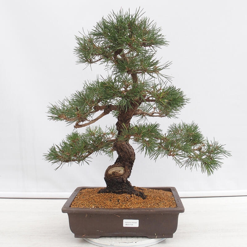 Bonsai da esterno - Pinus thunbergii - Pino di Thunberg