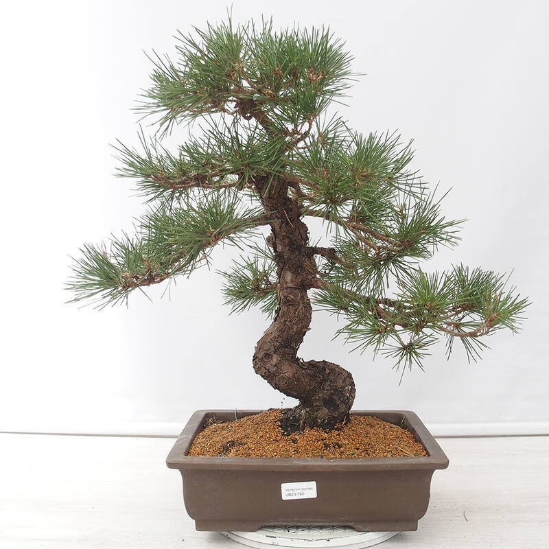 Bonsai da esterno - Pinus thunbergii - Pino di Thunberg