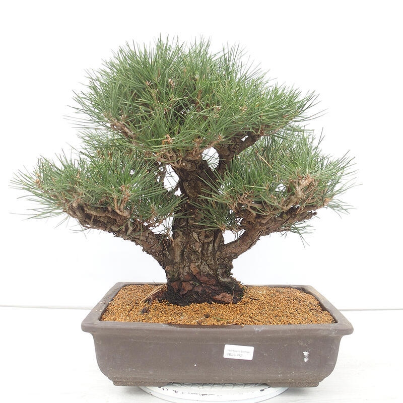 Bonsai da esterno - Pinus thunbergii - Pino di Thunberg