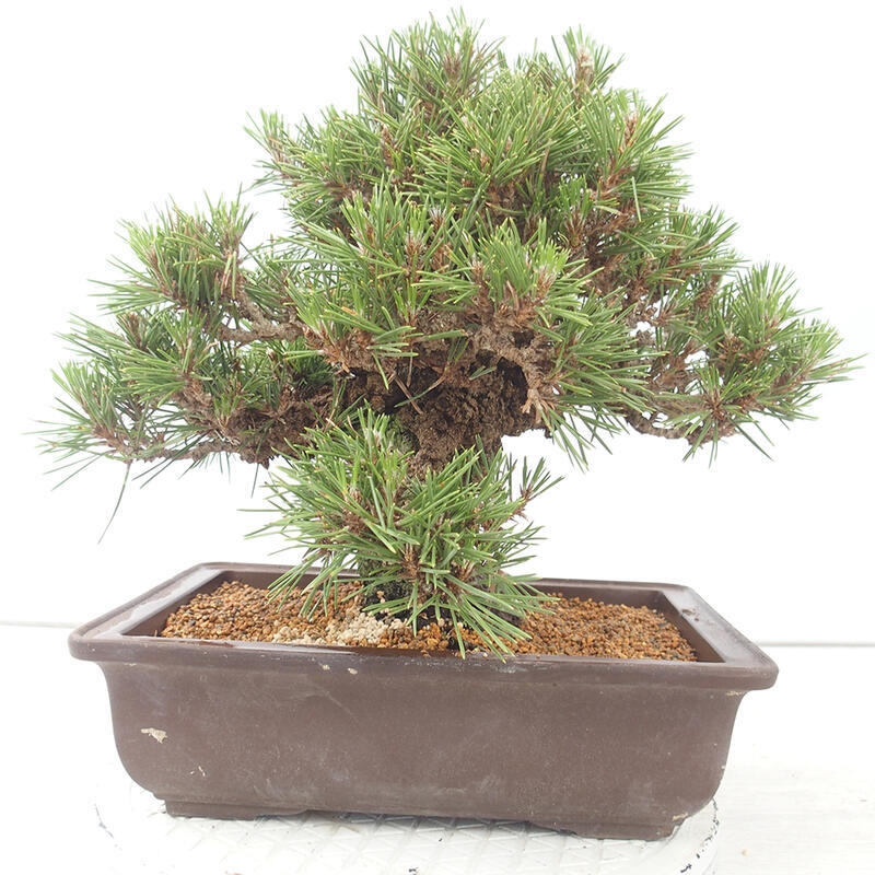 Bonsai da esterno - Pinus thunbergii - Pino di Thunberg