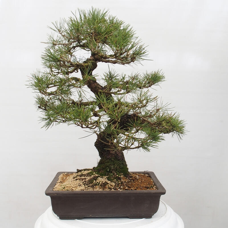 Bonsai da esterno - Pinus thunbergii - Pino di Thunberg