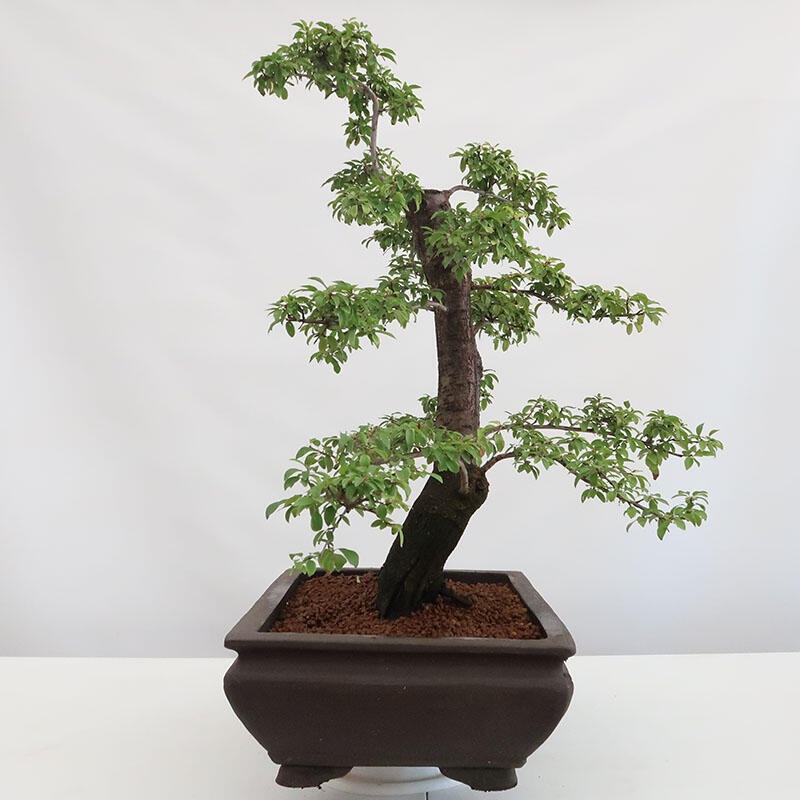 Bonsai da esterno - Prunus spinosa