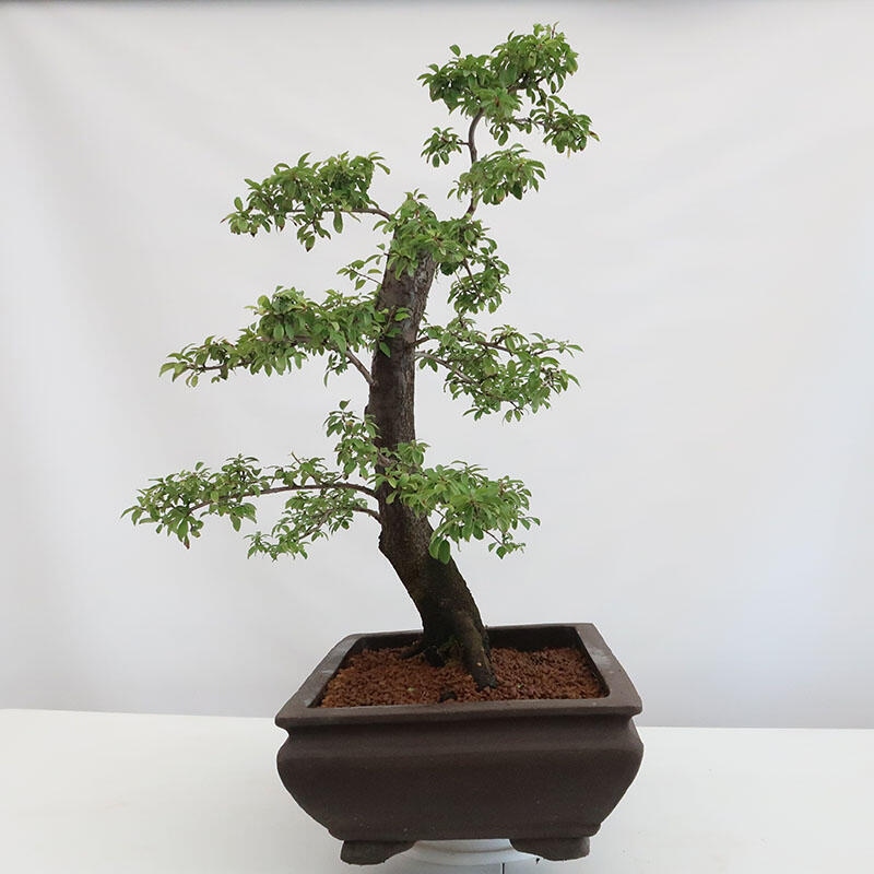 Bonsai da esterno - Prunus spinosa