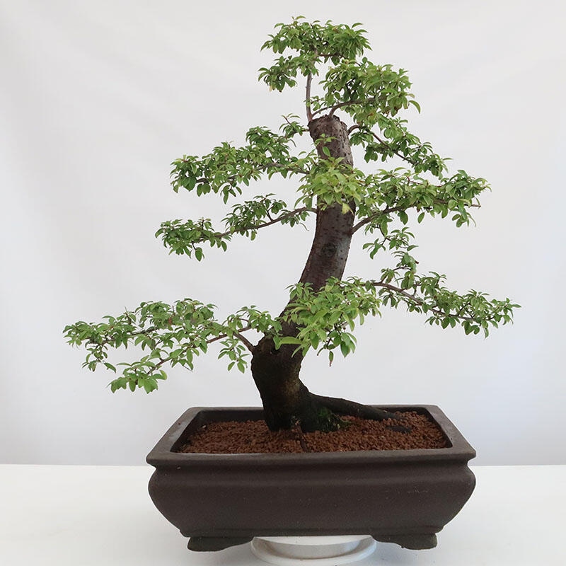 Bonsai da esterno - Prunus spinosa