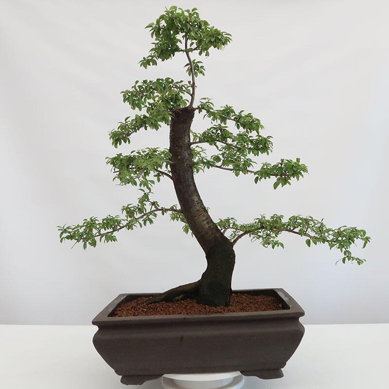 Bonsai da esterno - Prunus spinosa