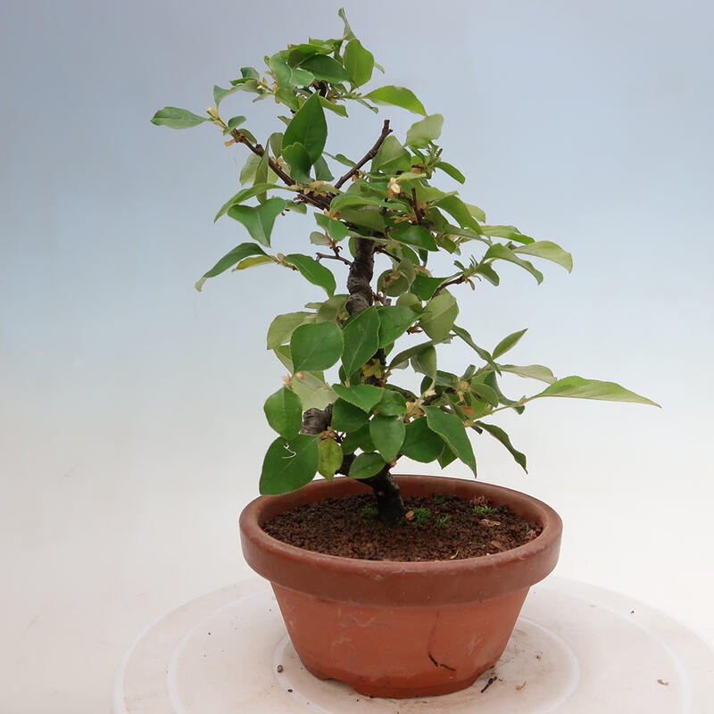 Bonsai da esterno - Pseudocydonia sinensis - Cotogno cinese