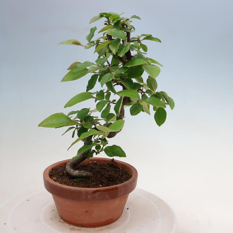 Bonsai da esterno - Pseudocydonia sinensis - Cotogno cinese