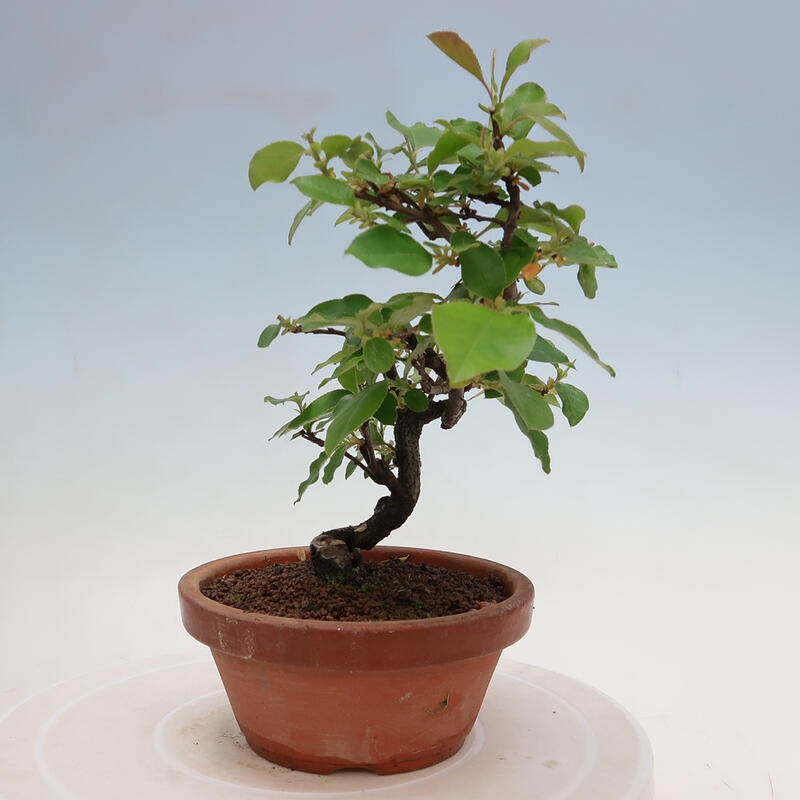Bonsai da esterno - Pseudocydonia sinensis - Cotogno cinese