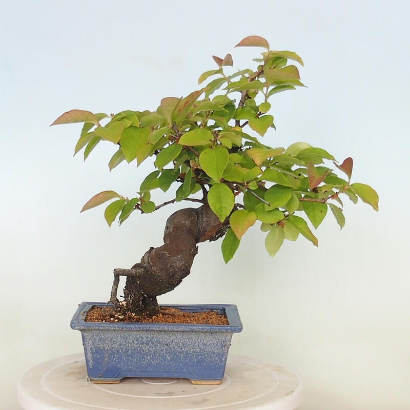 Bonsai da esterno - Pseudocydonia sinensis - Cotogno cinese