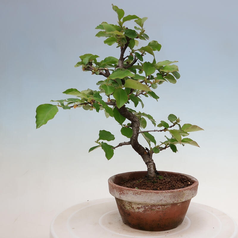 Bonsai da esterno - Pseudocydonia sinensis - Cotogno cinese
