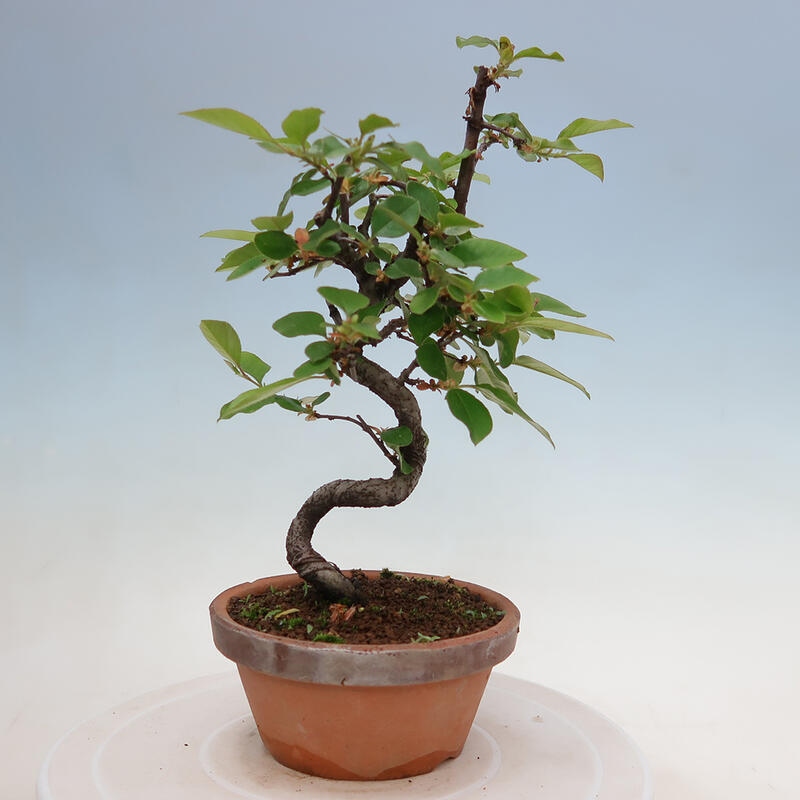 Bonsai da esterno - Pseudocydonia sinensis - Cotogno cinese
