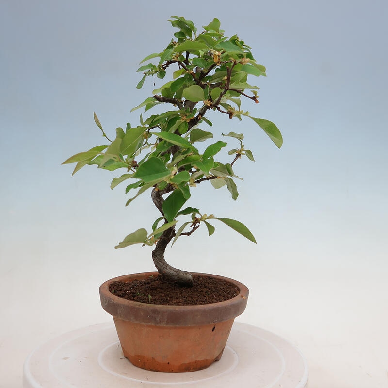 Bonsai da esterno - Pseudocydonia sinensis - Cotogno cinese