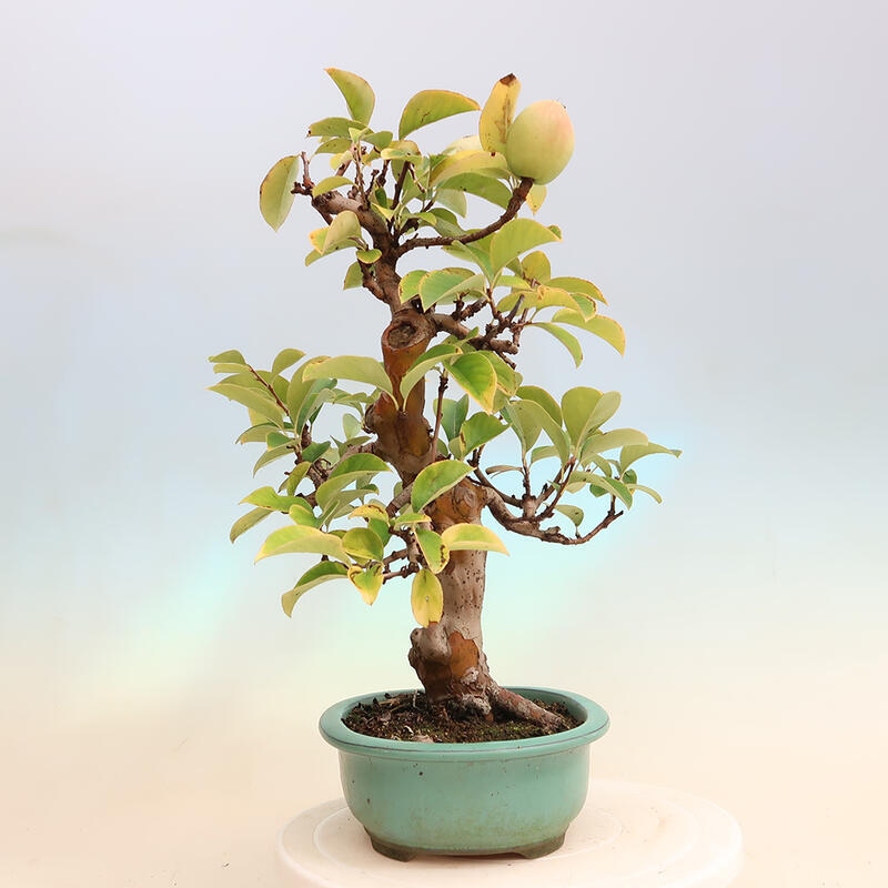 Bonsai da esterno - Pseudocydonia sinensis - Cotogno cinese
