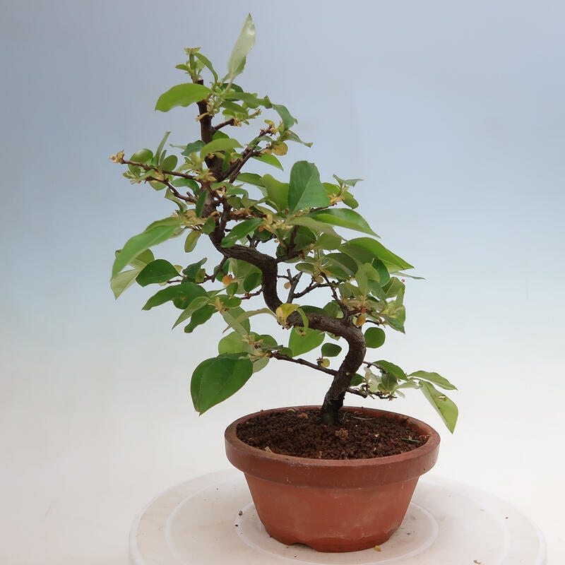Bonsai da esterno - Pseudocydonia sinensis - Cotogno cinese