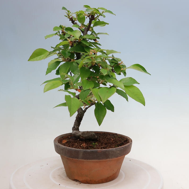 Bonsai da esterno - Pseudocydonia sinensis - Cotogno cinese