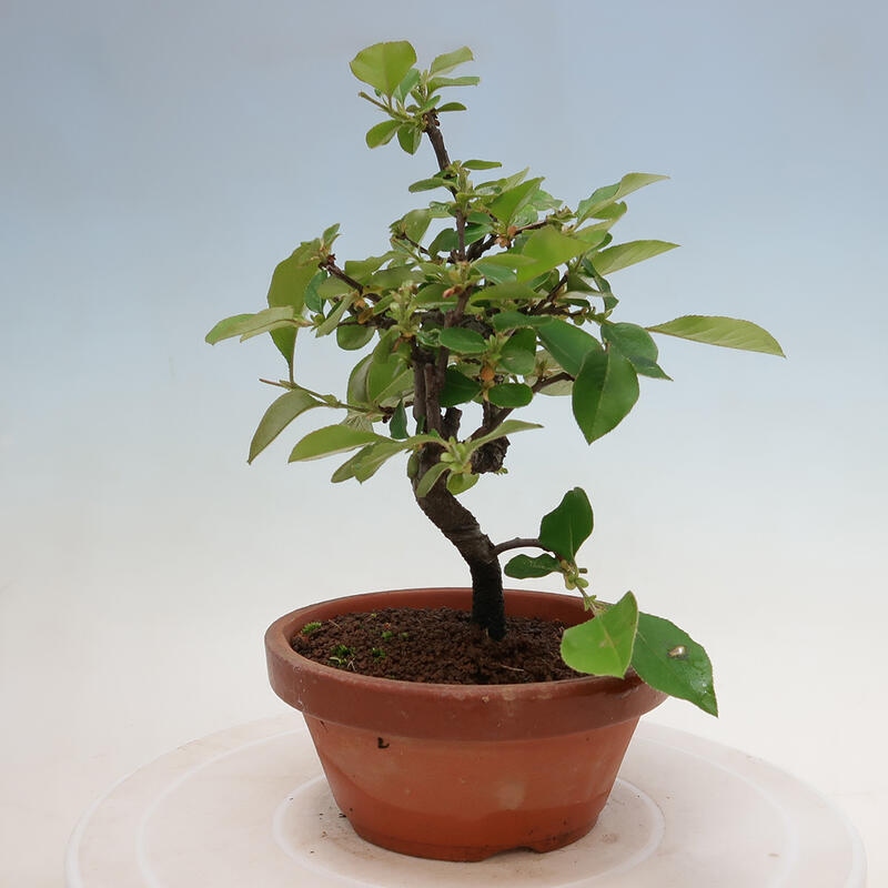 Bonsai da esterno - Pseudocydonia sinensis - Cotogno cinese