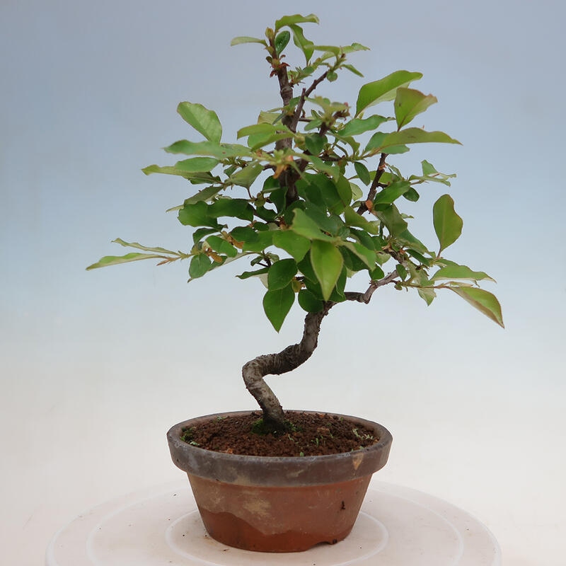 Bonsai da esterno - Pseudocydonia sinensis - Cotogno cinese