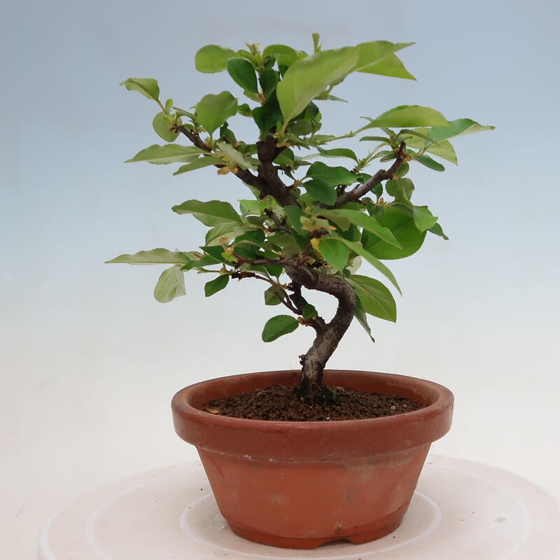 Bonsai da esterno - Pseudocydonia sinensis - Cotogno cinese