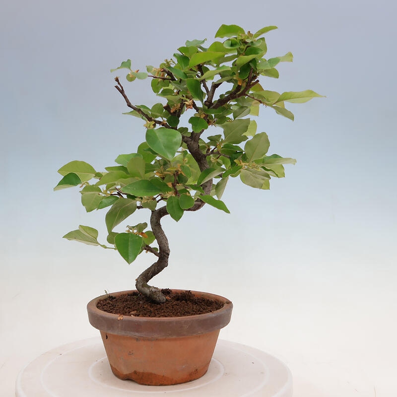 Bonsai da esterno - Pseudocydonia sinensis - Cotogno cinese