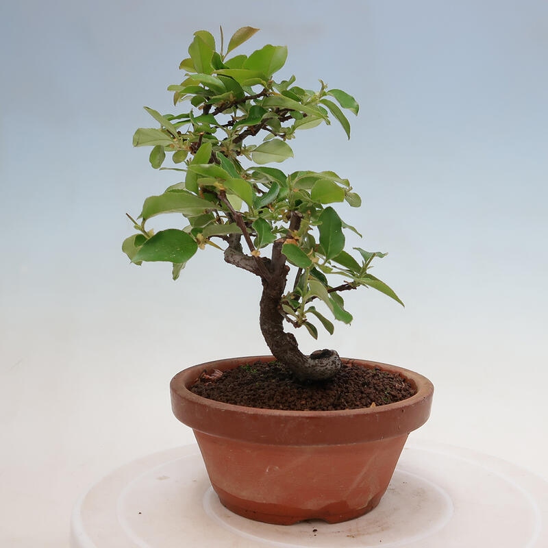 Bonsai da esterno - Pseudocydonia sinensis - Cotogno cinese