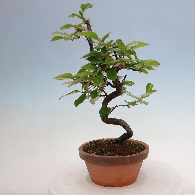 Bonsai da esterno - Pseudocydonia sinensis - Cotogno cinese