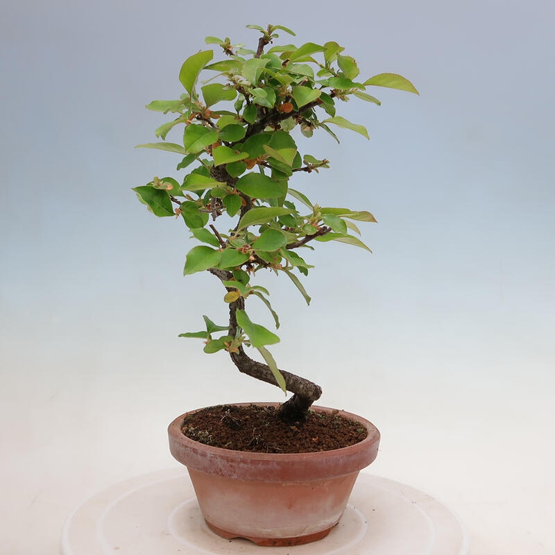 Bonsai da esterno - Pseudocydonia sinensis - Cotogno cinese
