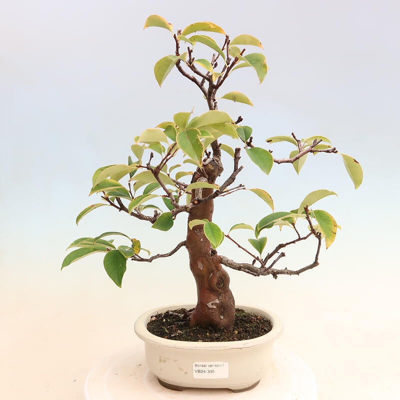 Bonsai da esterno - Pseudocydonia sinensis - Cotogno cinese