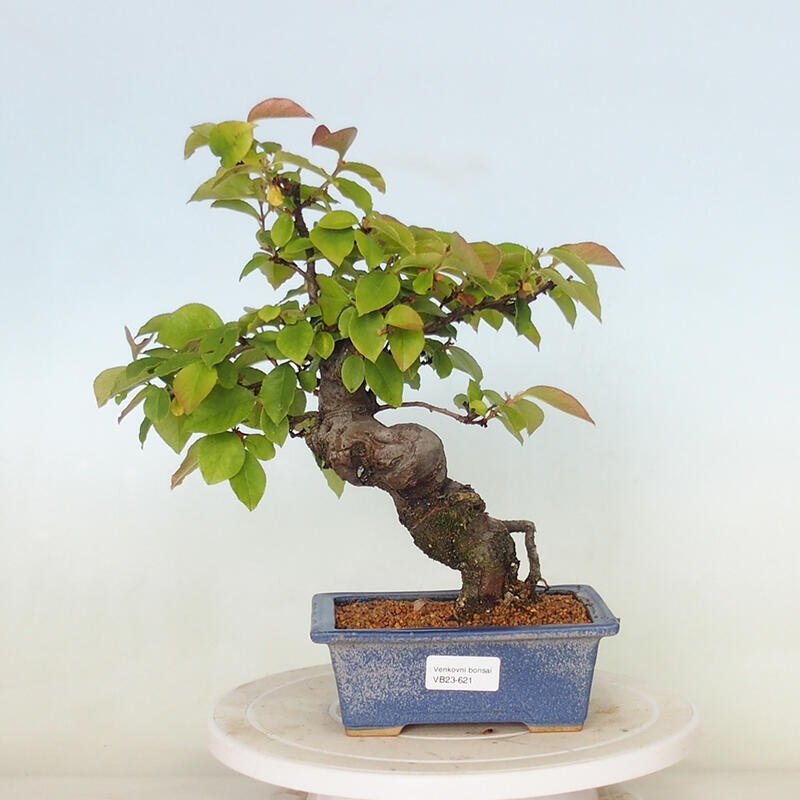 Bonsai da esterno - Pseudocydonia sinensis - Cotogno cinese