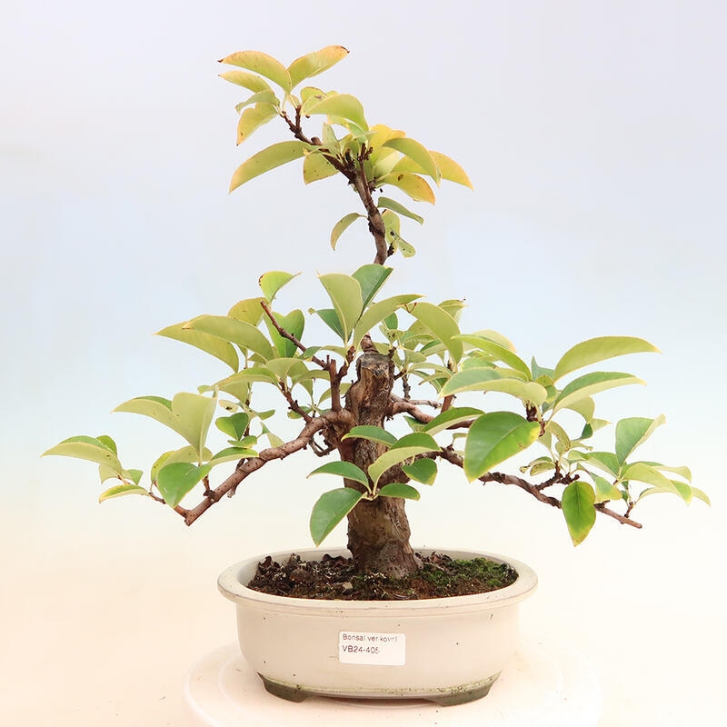 Bonsai da esterno - Pseudocydonia sinensis - Cotogno cinese