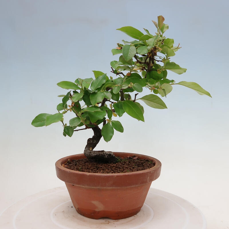 Bonsai da esterno - Pseudocydonia sinensis - Cotogno cinese