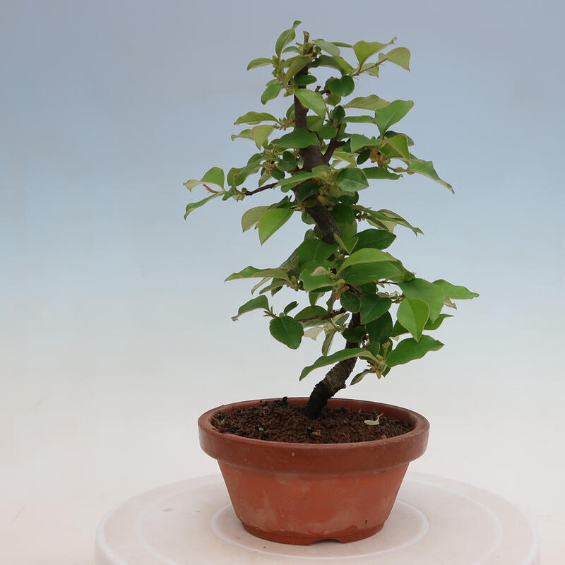 Bonsai da esterno - Pseudocydonia sinensis - Cotogno cinese