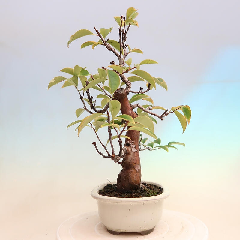 Bonsai da esterno - Pseudocydonia sinensis - Cotogno cinese