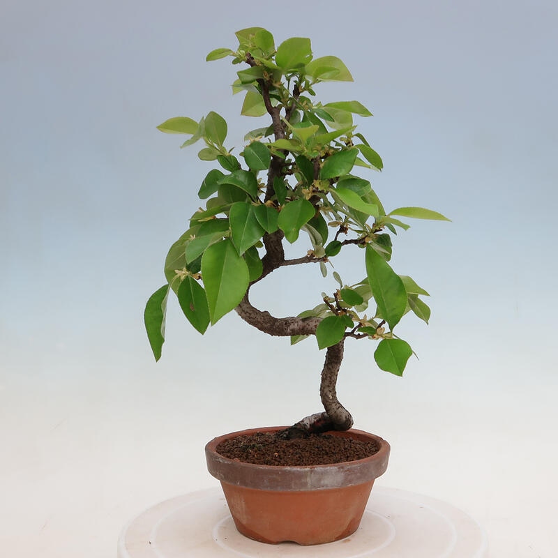 Bonsai da esterno - Pseudocydonia sinensis - Cotogno cinese