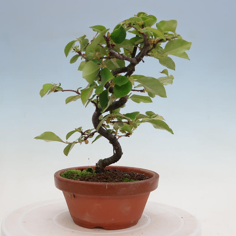 Bonsai da esterno - Pseudocydonia sinensis - Cotogno cinese