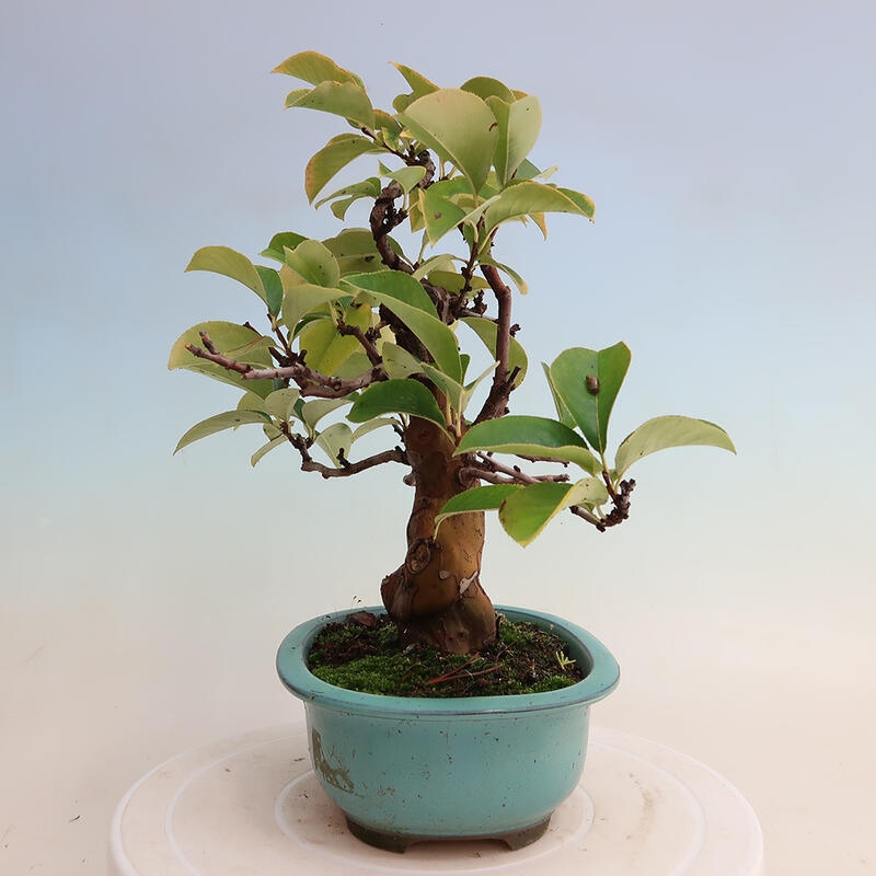 Bonsai da esterno - Pseudocydonia sinensis - Cotogno cinese