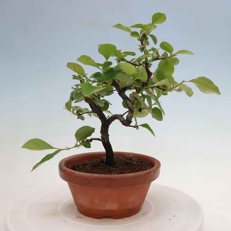 Bonsai da esterno - Pseudocydonia sinensis - Cotogno cinese