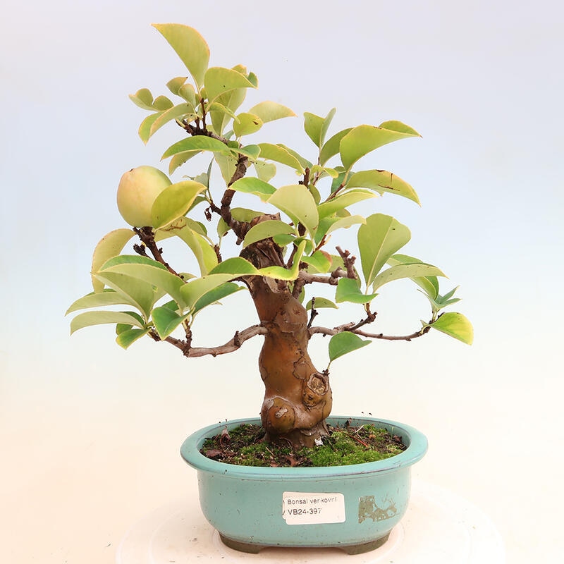 Bonsai da esterno - Pseudocydonia sinensis - Cotogno cinese