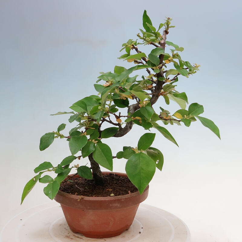 Bonsai da esterno - Pseudocydonia sinensis - Cotogno cinese