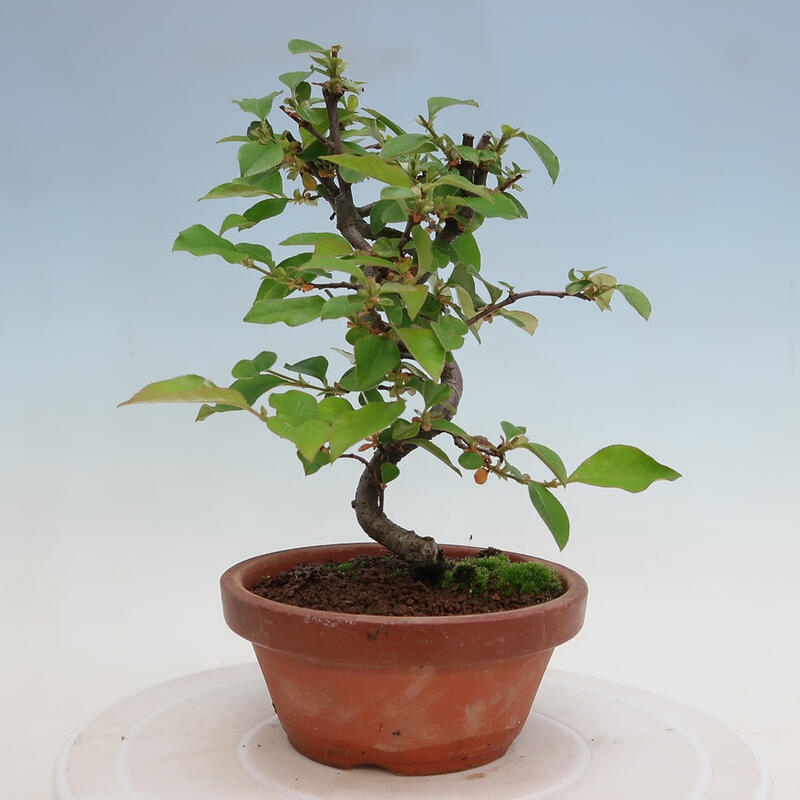 Bonsai da esterno - Pseudocydonia sinensis - Cotogno cinese