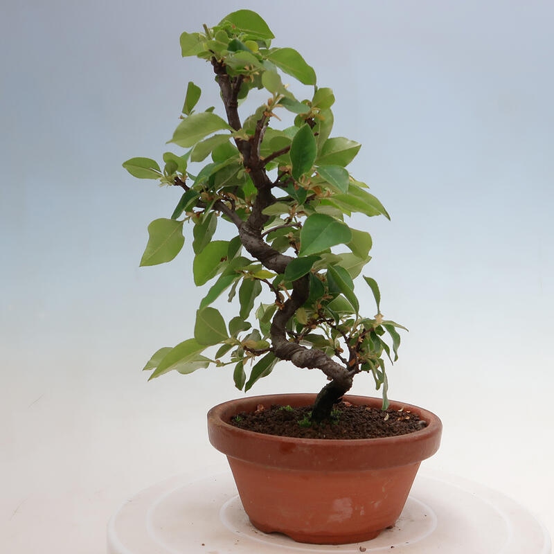 Bonsai da esterno - Pseudocydonia sinensis - Cotogno cinese
