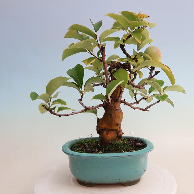 Bonsai da esterno - Pseudocydonia sinensis - Cotogno cinese