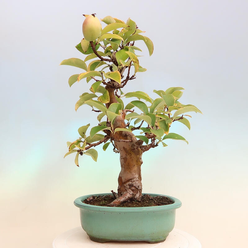 Bonsai da esterno - Pseudocydonia sinensis - Cotogno cinese